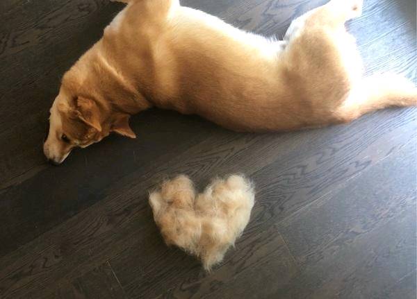 除了贵 柴犬还有这5大缺点 瞅完你还想养吗？