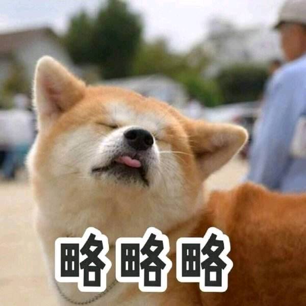 除了贵 柴犬还有这5大缺点 瞅完你还想养吗？