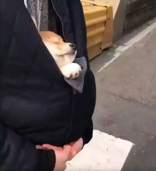 摊上一个没有回家的狗子，你能有什么措施！