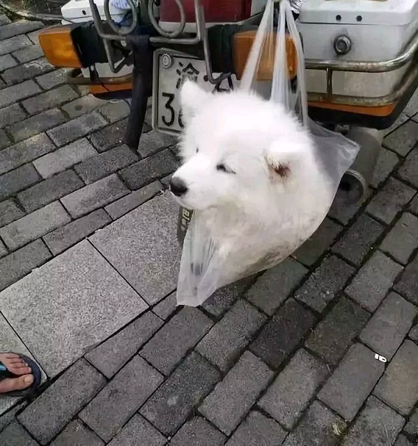 摊上一个没有回家的狗子，你能有什么措施！