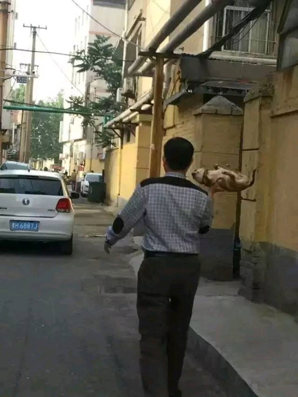 摊上一个没有回家的狗子，你能有什么措施！
