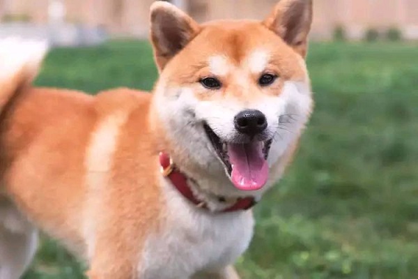 摊上一个没有回家的狗子，你能有什么措施！