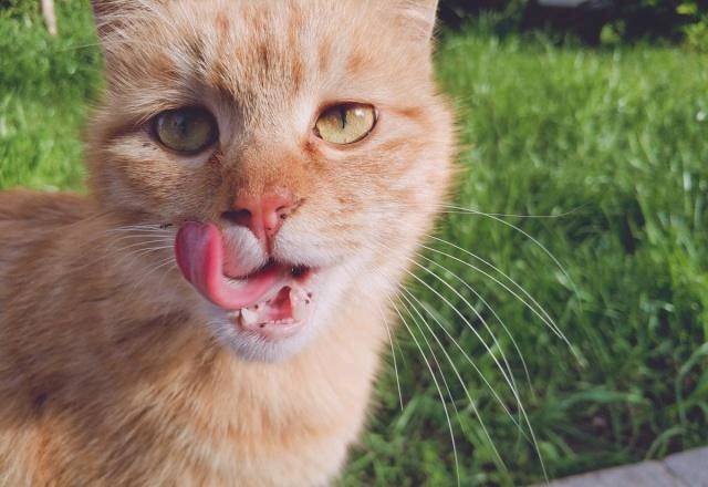豢养流降猫时 会没有会被咬呢？本来你瞅过它们用饭便了解了