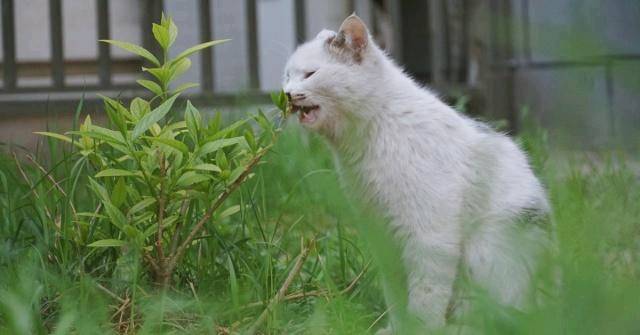 豢养流降猫时 会没有会被咬呢？本来你瞅过它们用饭便了解了