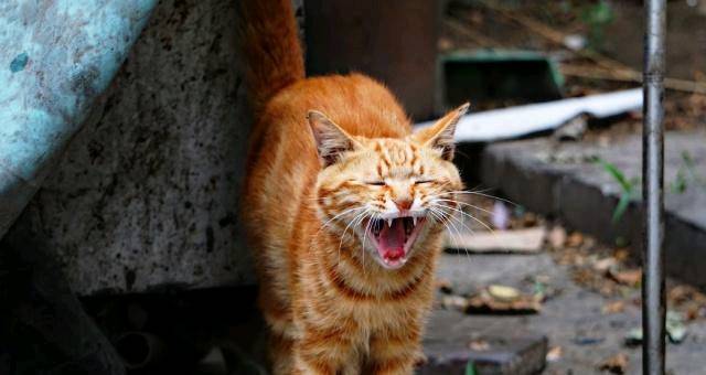 豢养流降猫时 会没有会被咬呢？本来你瞅过它们用饭便了解了
