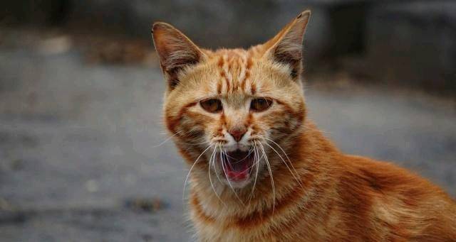 豢养流降猫时 会没有会被咬呢？本来你瞅过它们用饭便了解了