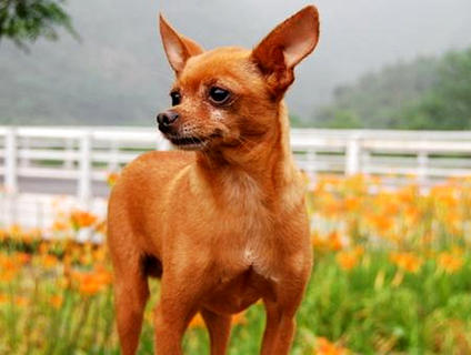 怎么样训练小鹿犬打猎呢？(图1)