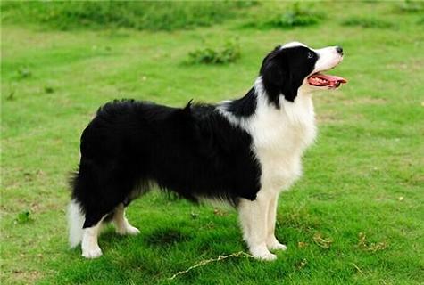 牧羊犬怎么训练睡觉？为什么要让其有足够的睡眠？(图1)
