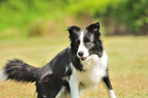 怎么能让边境牧羊犬心甘情愿的刷牙？(图1)