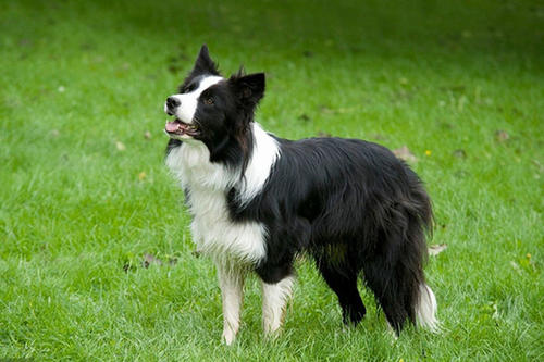 怎么能让边境牧羊犬心甘情愿的刷牙？(图2)
