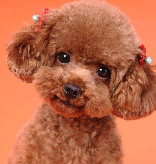 泰迪犬可以喝酸奶吗？(图2)