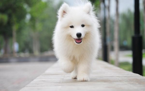 如何挑选辨别纯种萨摩耶幼犬？(图1)