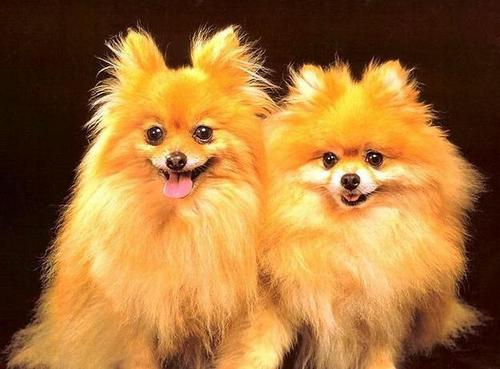 博美犬挑食严重怎么办？解决办法在这里！(图1)