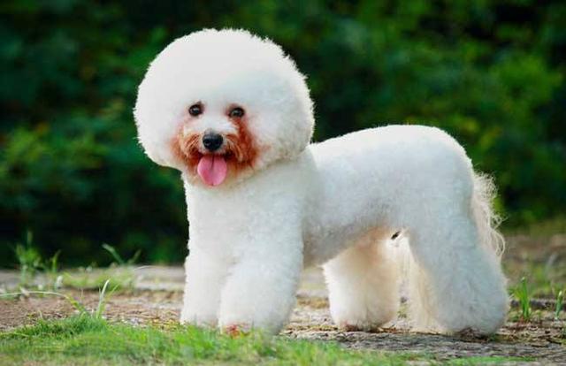 纯种比熊犬和串串比熊犬，谁更好养？(图1)