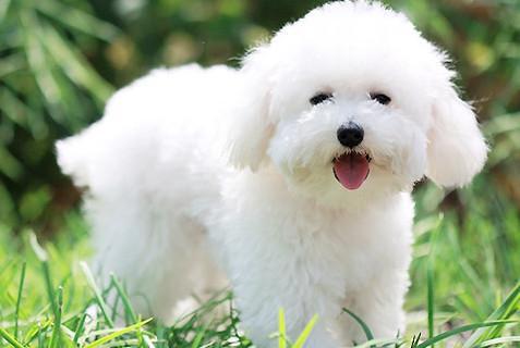 比熊犬一生中的5个阶段，你知道吗？(图1)