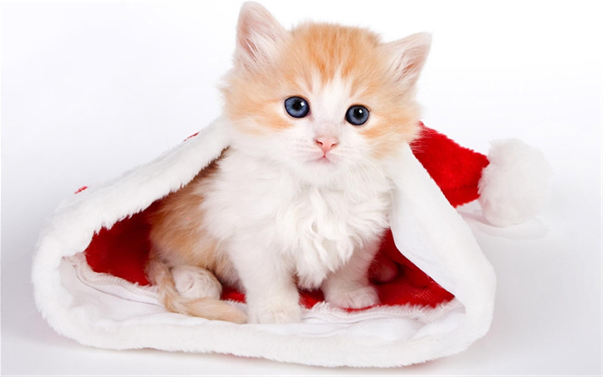 你真的会抱猫吗？5种常见的抱猫姿势，但3种都是错的！(图1)