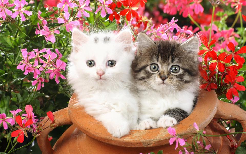 垃圾堆捡到一只蓝猫，细心照顾一个月，病刚好，前主人来要猫了(图1)