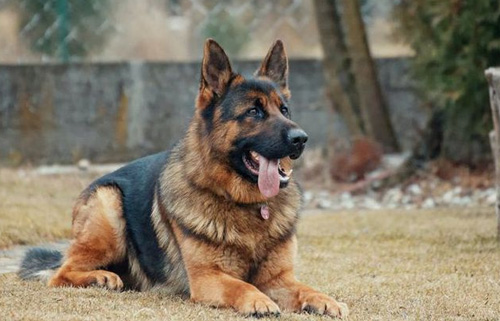 沈阳中国刑警学院拍卖淘汰警犬，最高拍卖喊价33万！
