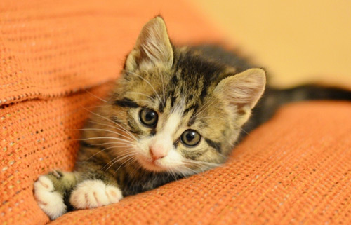 一般情况猫咪能陪我们多久？铲屎官需要注意哪些问题？