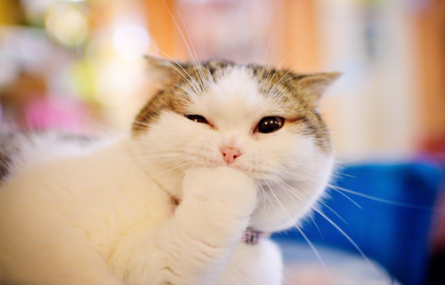 一般情况猫咪能陪我们多久？铲屎官需要注意哪些问题？