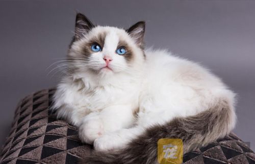布偶猫掉毛严重应该怎么办？