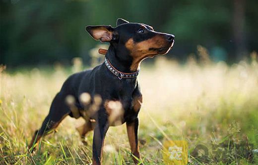 小鹿犬的优点与缺点，你知道多少？