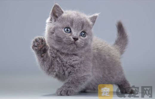 猫咪为何打呼噜？喵星人语言辨析