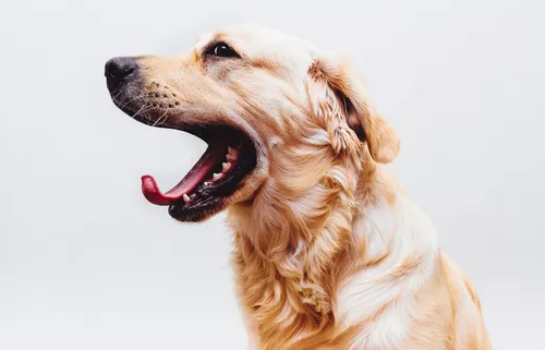 细小、犬瘟、是如何得来的？(图1)