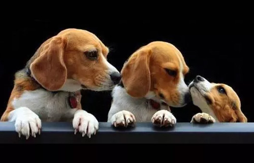 训犬师：6个技巧，让你的狗狗停止吠叫