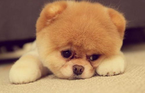 博美犬爱叫怎么训练？