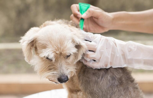 犬落基山斑疹热原因|诊断|预防及治疗方法