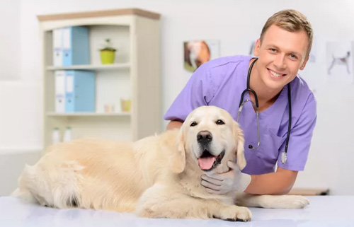细小能治好吗，犬细小病毒症能否痊愈？