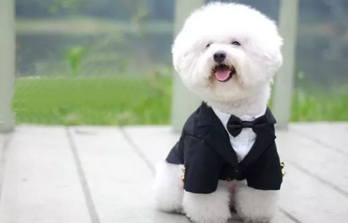 训练比熊犬的时候有哪些注意事项？
