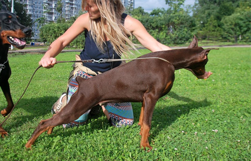 美系杜宾犬容易训练吗？