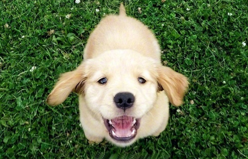 金毛幼犬拆家怎么办？