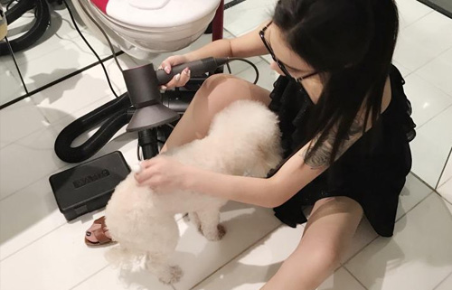 狗狗洗完澡后怎么给它吹风？
