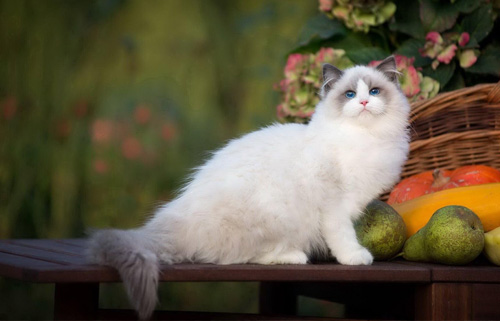 布偶猫为什么不会叫喵喵？