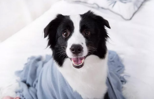 狗狗吸入式麻醉安全吗？狗狗呼吸麻醉安全吗？