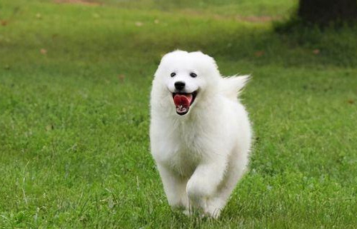 狗狗配种时应注意什么事项？