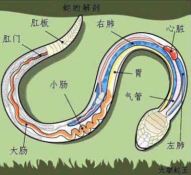 宠物蛇吐食到底是怎么造成的？