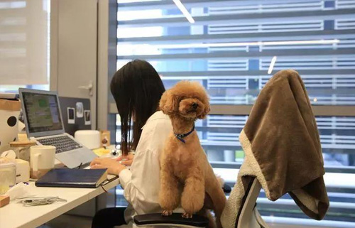 你有想过把宠物带入工作场所带来哪些好处吗？