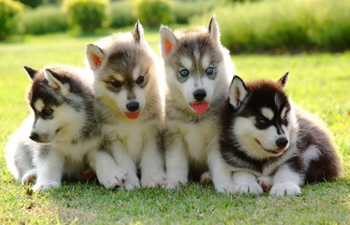 世界上宠物犬种类都有什么？ 