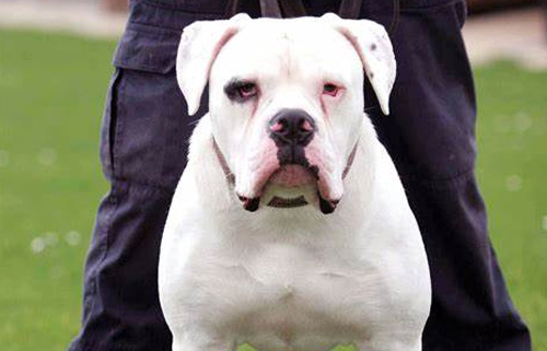 斗牛犬的实力担当，让人又爱又恨的美国斗牛犬