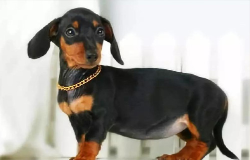 腊肠犬好养吗，需要注意什么？