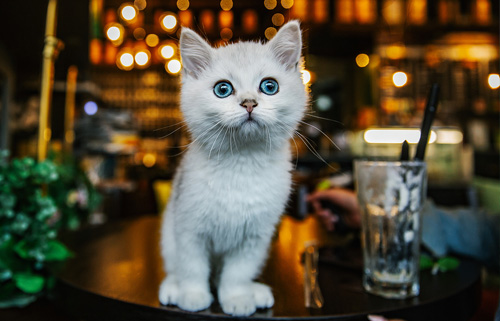 猫咪抑郁症有哪些表现,猫咪抑郁怎么办？