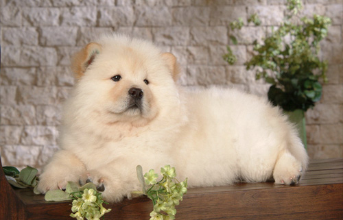 松狮犬除了爱干净还有哪些习性？