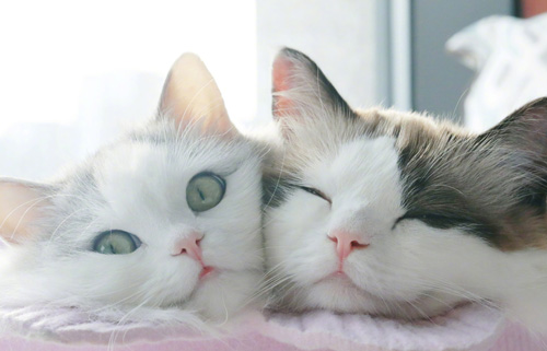 猫主须知小猫为何会不吃饭？