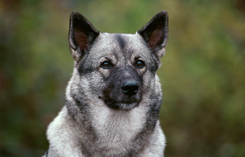 如何预防犬的肠炎型细小病毒??？