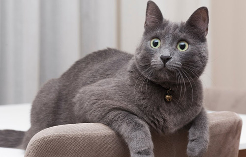 一般情况猫咪能陪我们多久？铲屎官需要注意哪些问题？