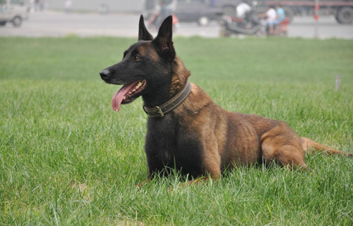 德国牧羊犬哪里有卖的，有哪些明显特征